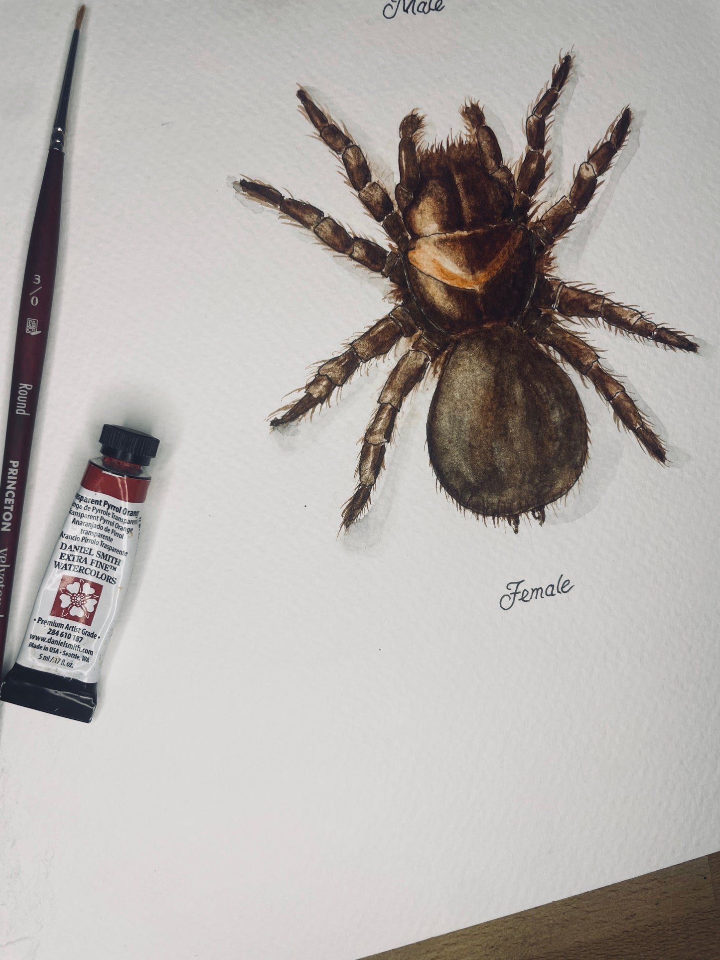 Signed Fine Art Print of the Red-Backed Mouse Spider