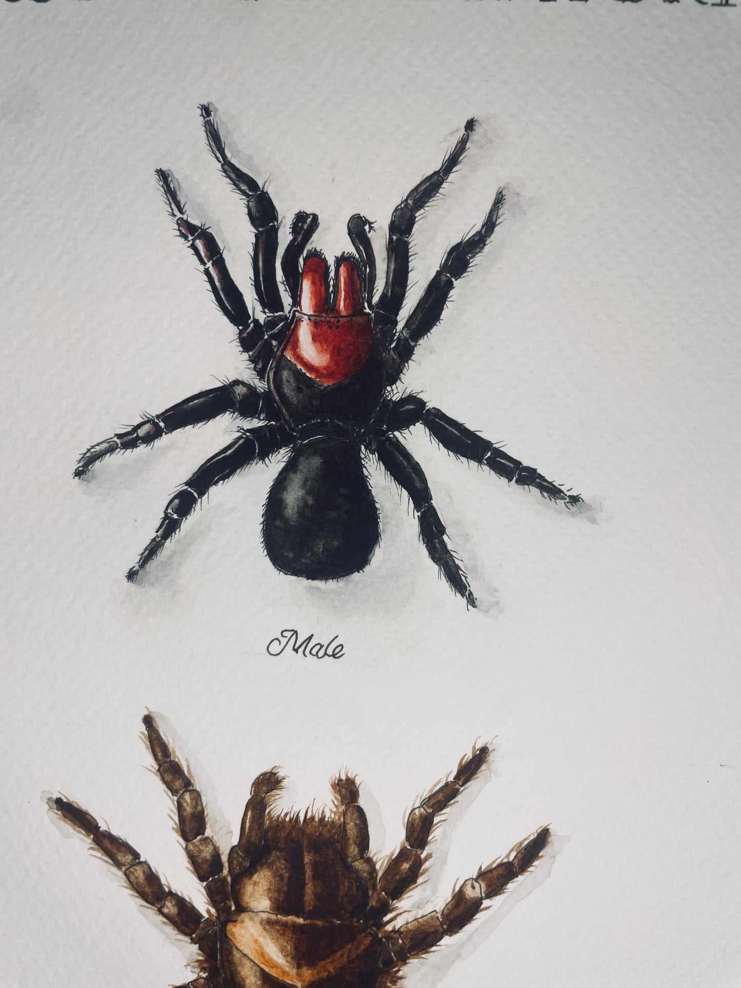 Signed Fine Art Print of the Red-Backed Mouse Spider