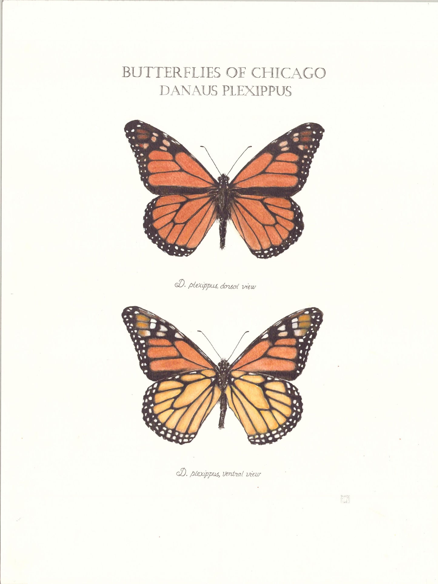 Limited Edition Monarch Butterfly Signed and Numbered Fine Art Print