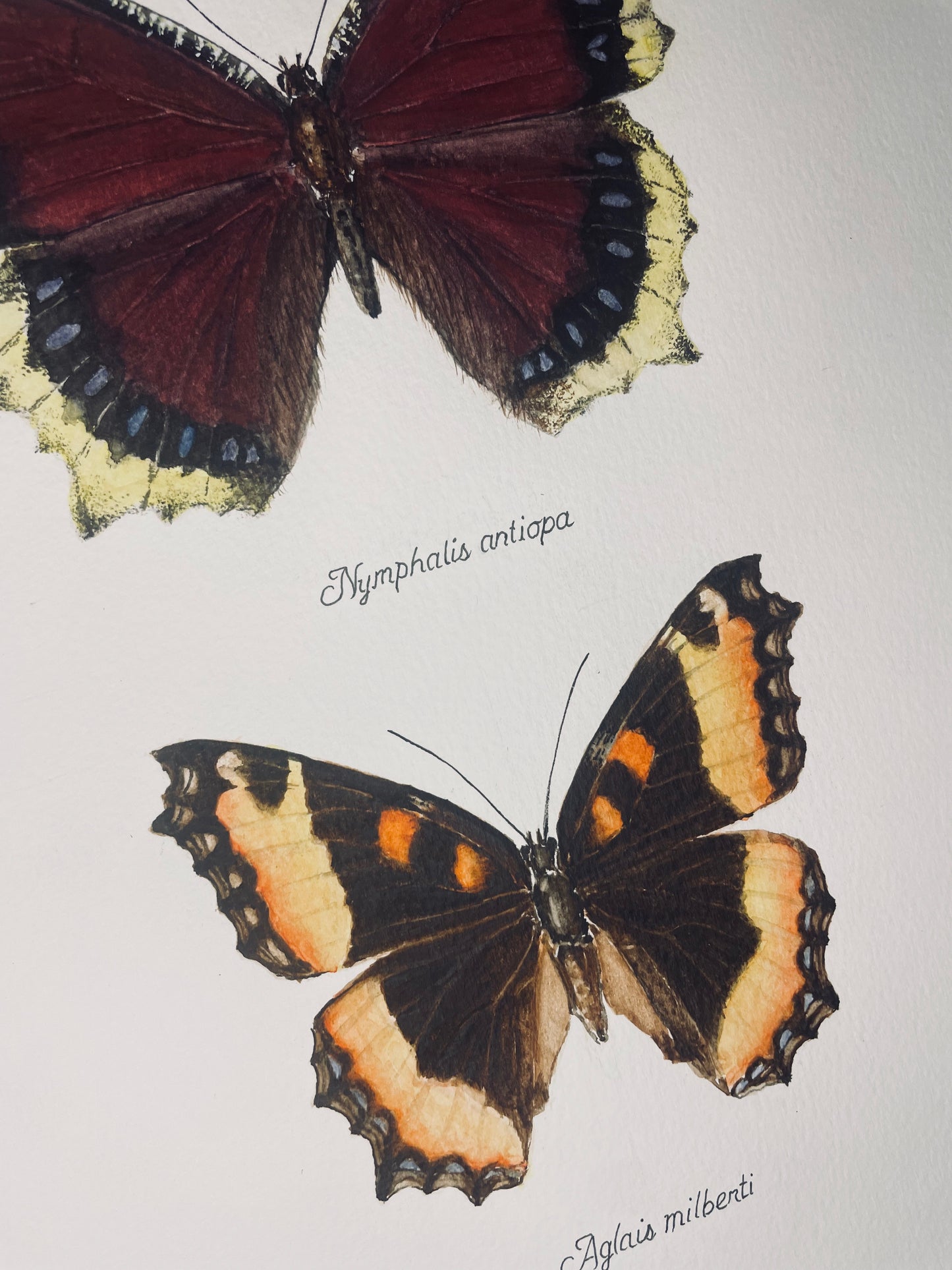 Limited Edition Mourning Cloak Butterfly Signed and Numbered Fine Art Print