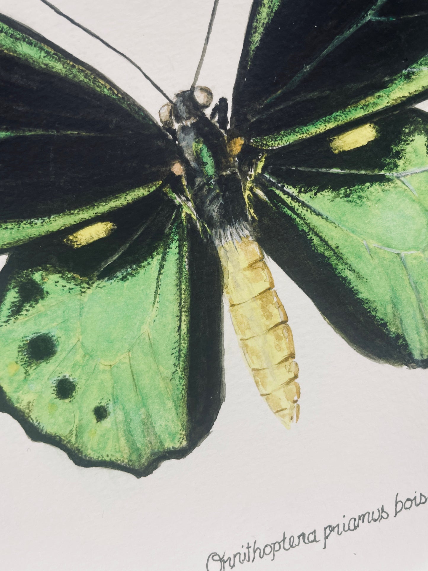 Signed Fine Art Print of the Ornithoptera priamus Birdwing Butterfly