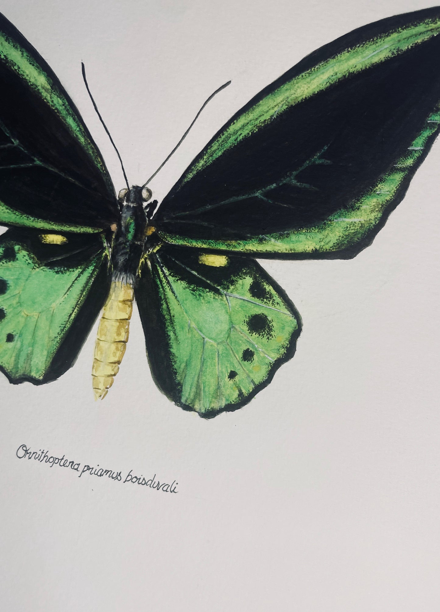 Signed Fine Art Print of the Ornithoptera priamus Birdwing Butterfly