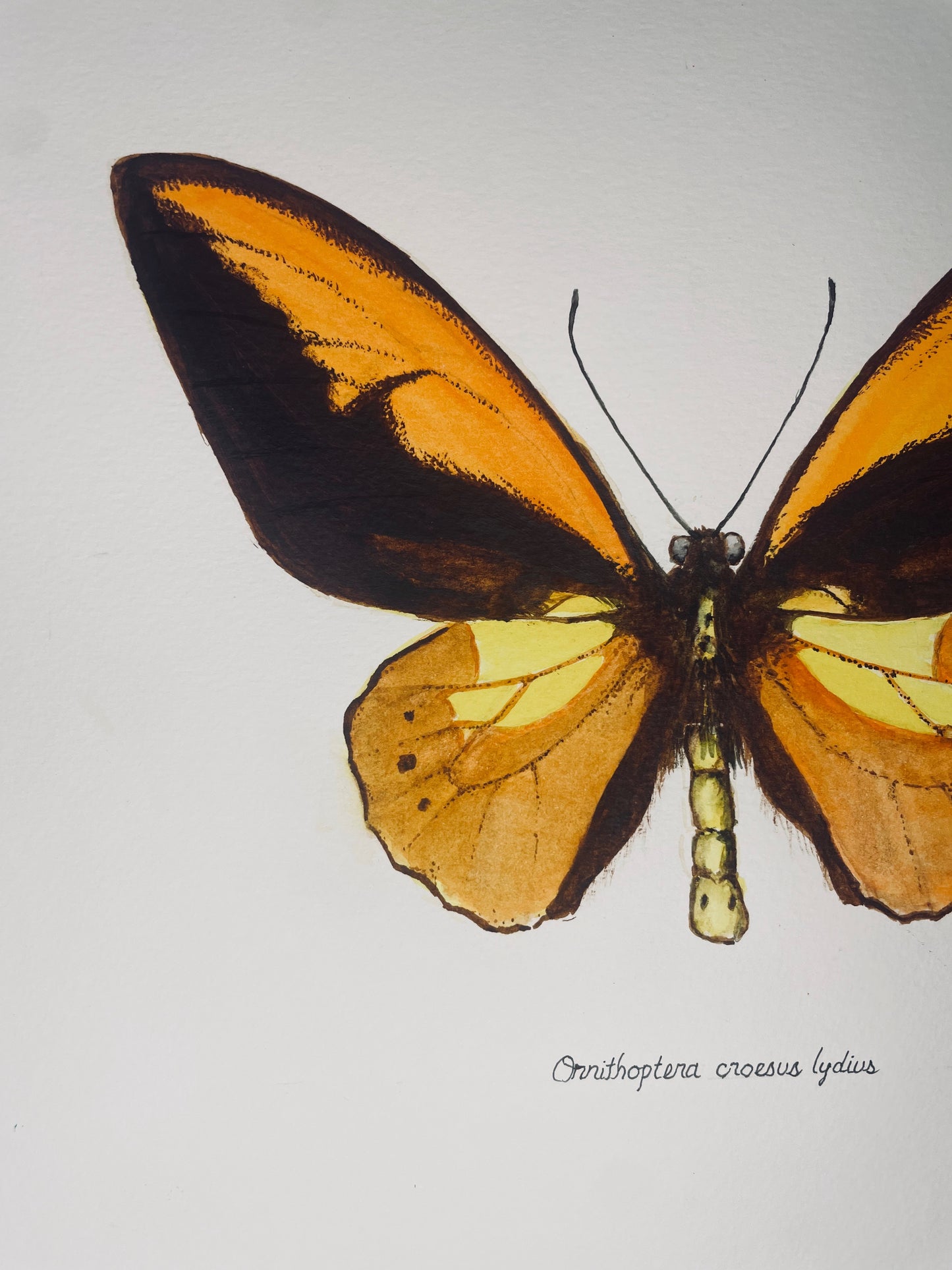 Signed Fine Art Print of the Ornithoptera croesus Birdwing Butterfly