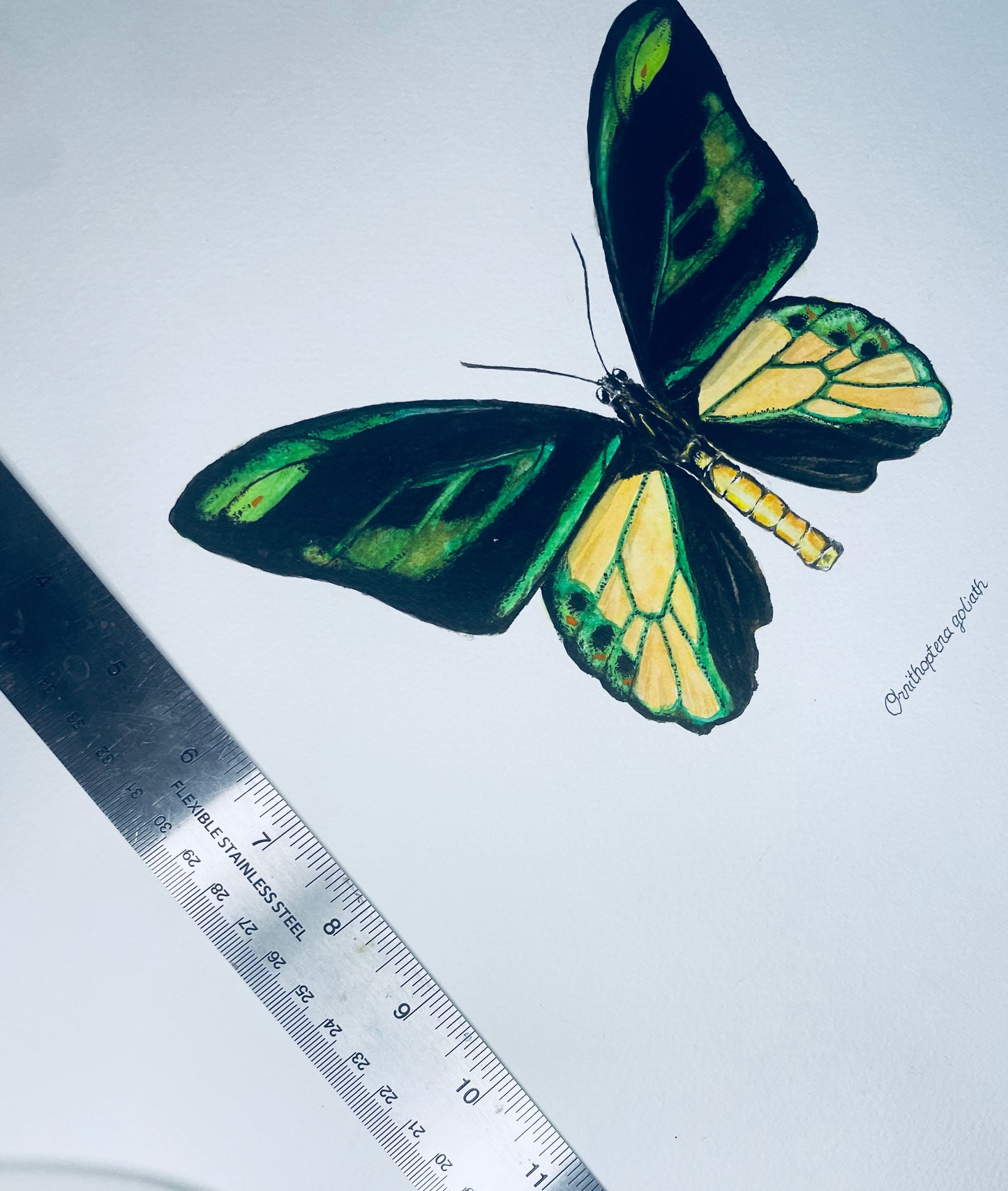 Signed Fine Art Print of the Ornithoptera Goliath Birdwing Butterfly