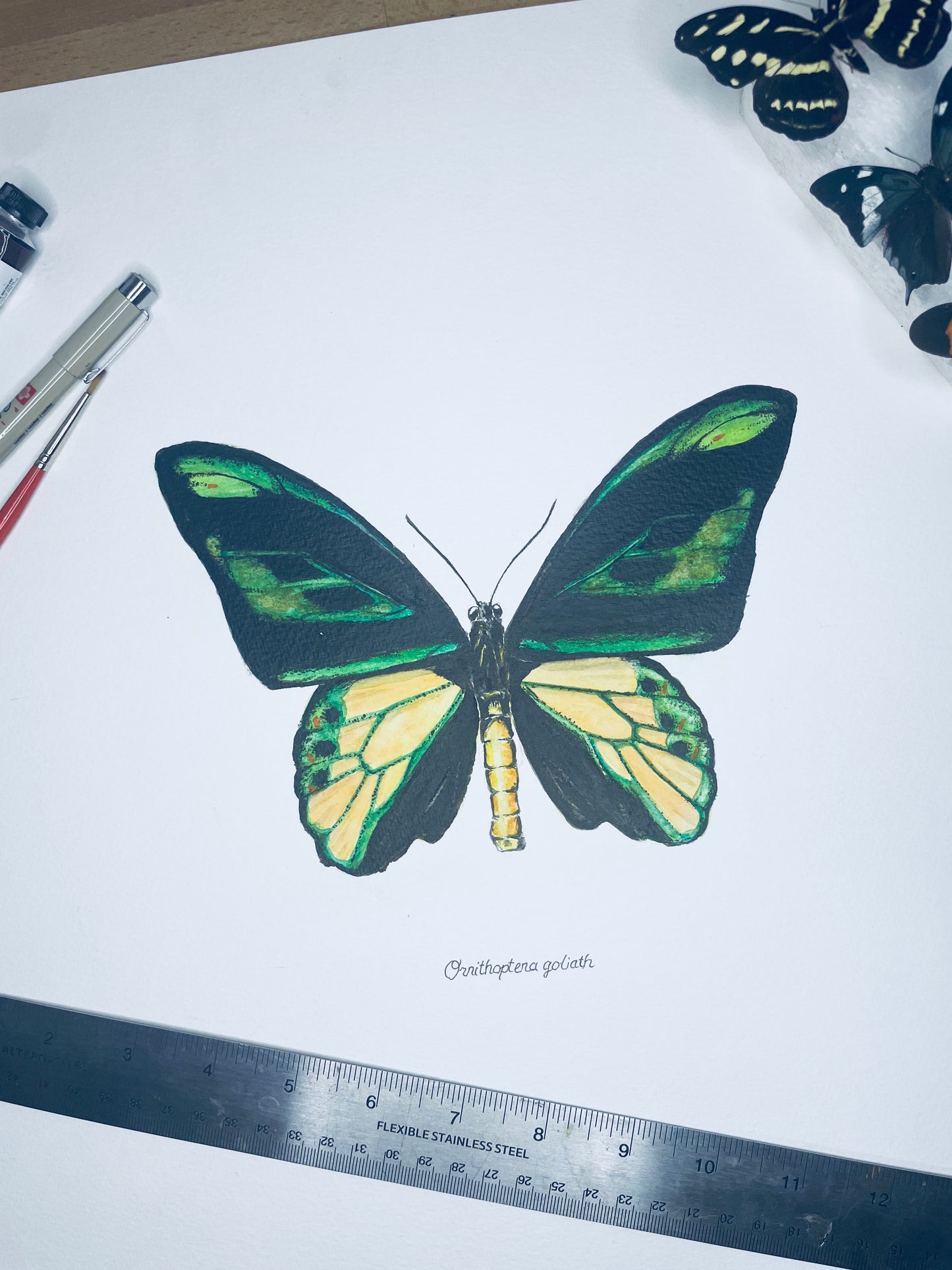 Signed Fine Art Print of the Ornithoptera Goliath Birdwing Butterfly