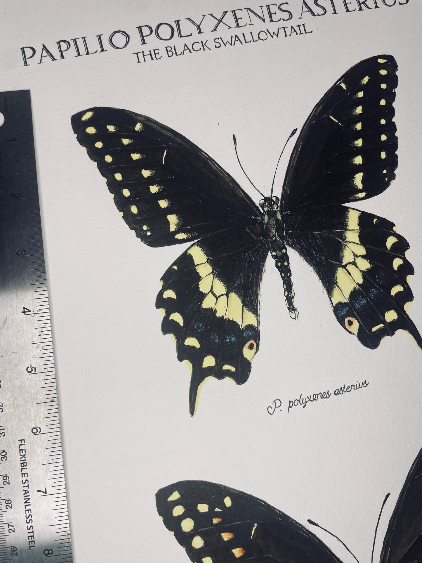 Signed Fine Art Print of the Black Swallowtail Butterfly