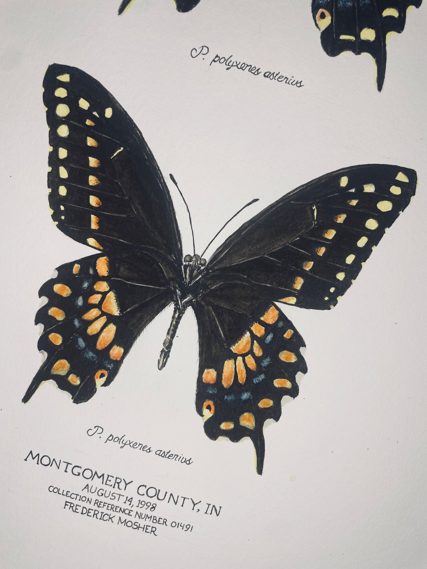 Signed Fine Art Print of the Black Swallowtail Butterfly