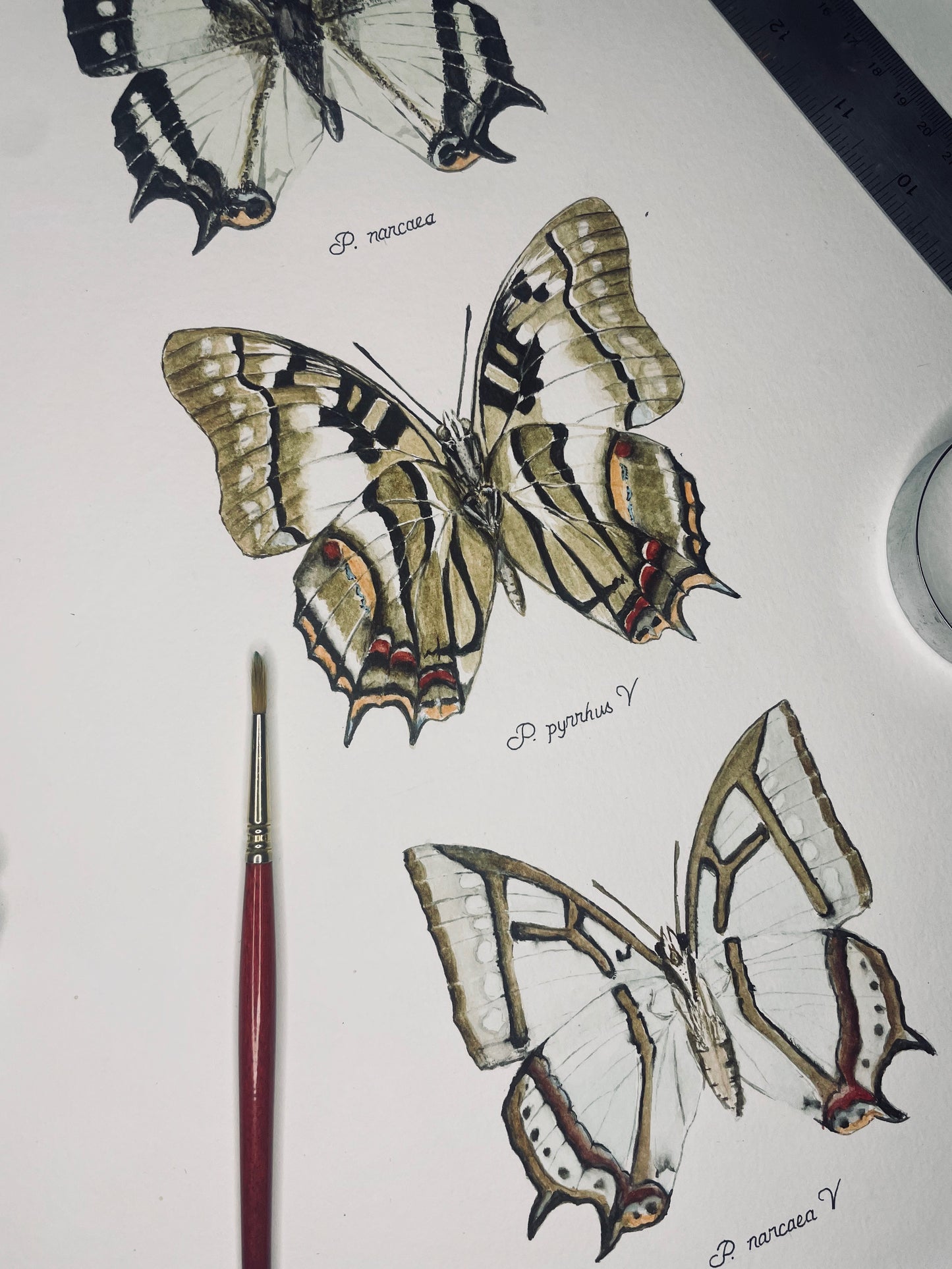 Signed Fine Art Print of the Genus Polyura