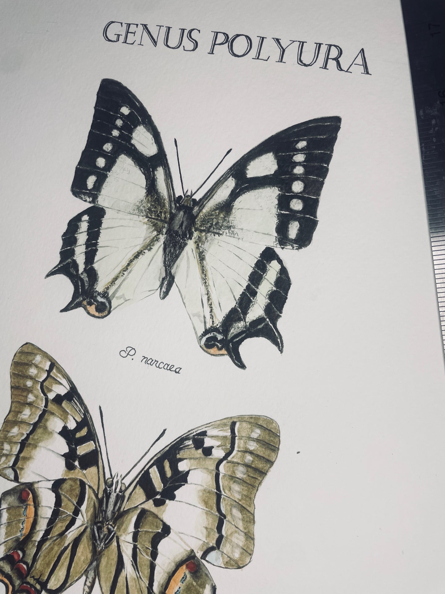 Signed Fine Art Print of the Genus Polyura