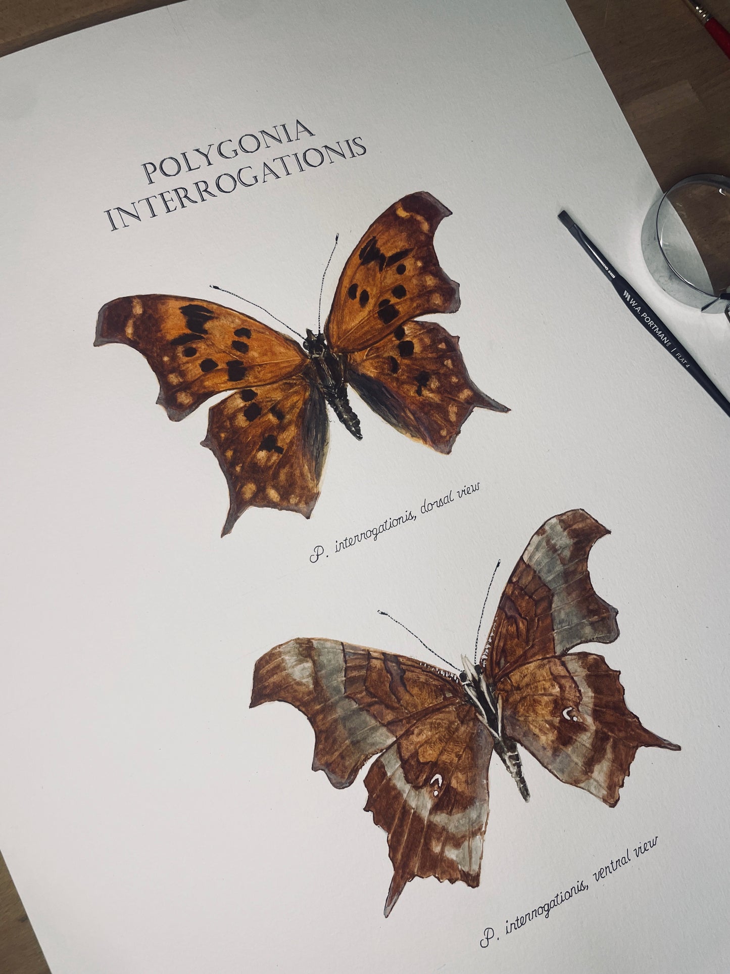 Limited Edition Question Mark Butterfly Signed and Numbered Fine Art Print