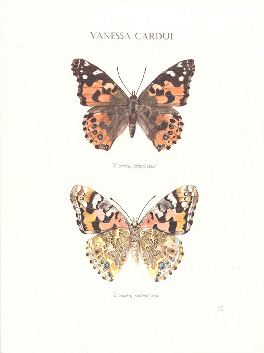 Limited Edition Painted Lady Butterfly Signed and Numbered Fine Art Print