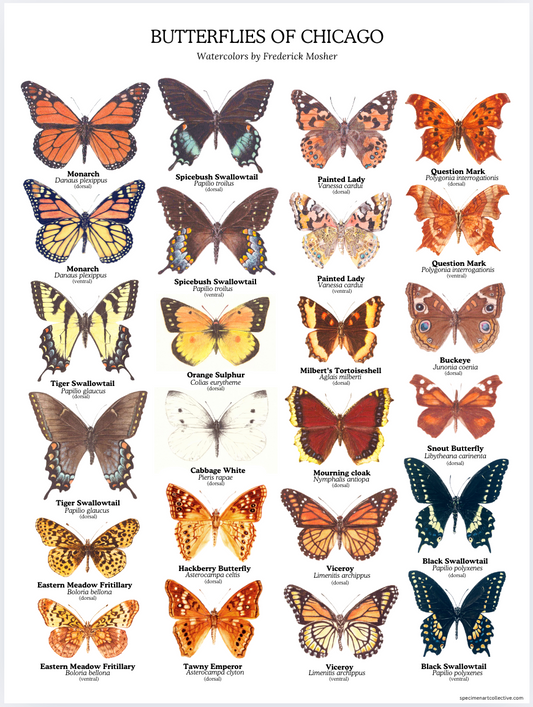 BUTTERFLIES OF CHICAGO 18 X 24 Poster
