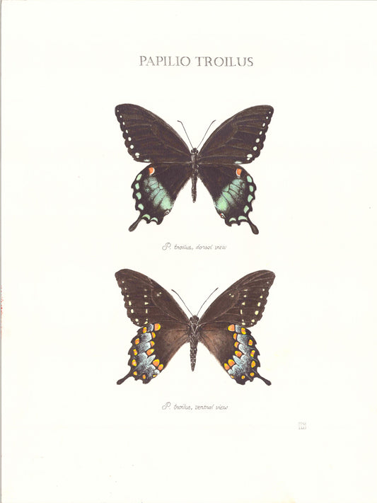 Limited Edition Spicebush Swallowtail Butterfly Signed and Numbered Fine Art Print (Copy)