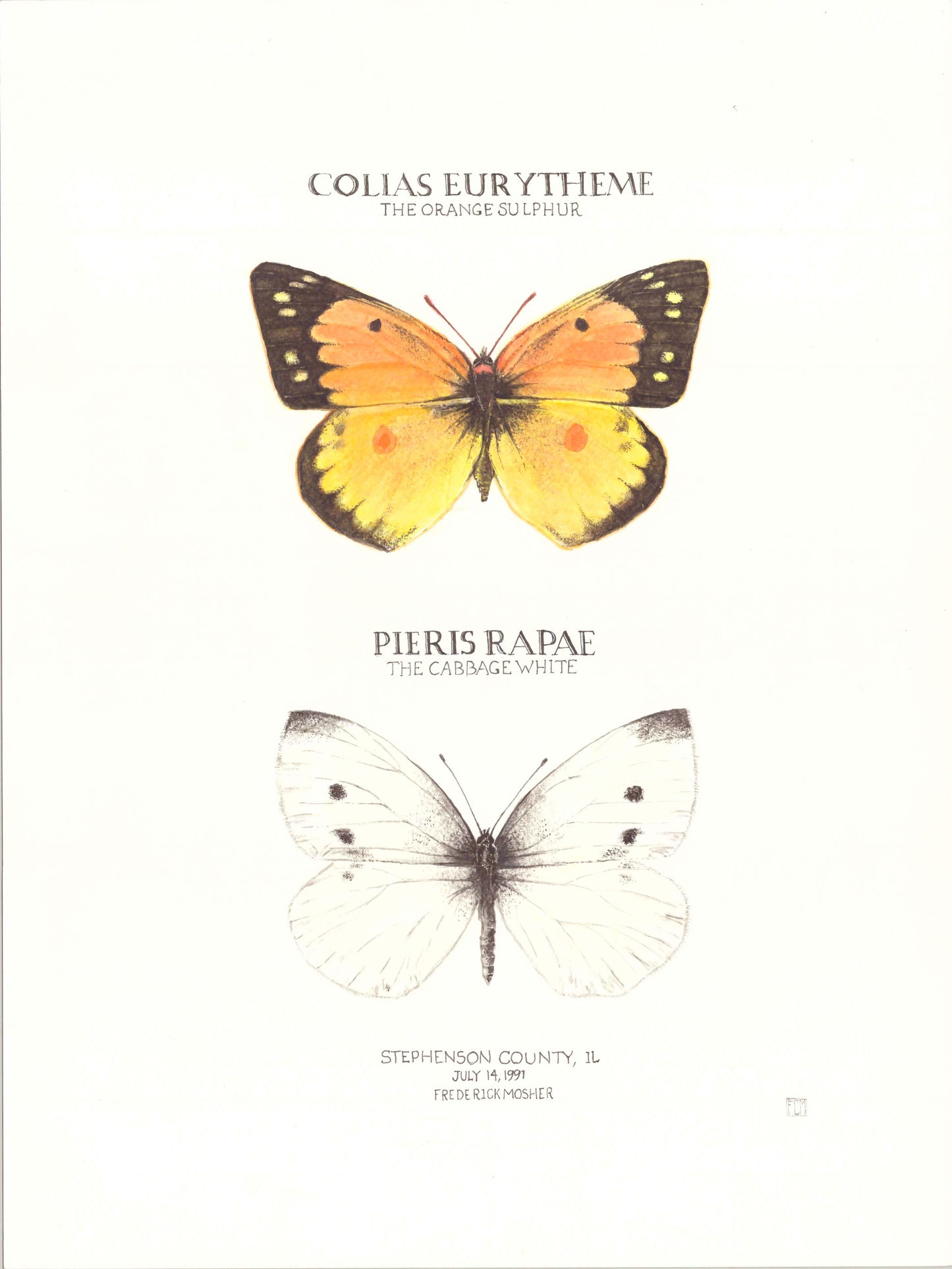 Limited Edition Sulphur and Cabbage White Butterfly Signed and Numbered Fine Art Print