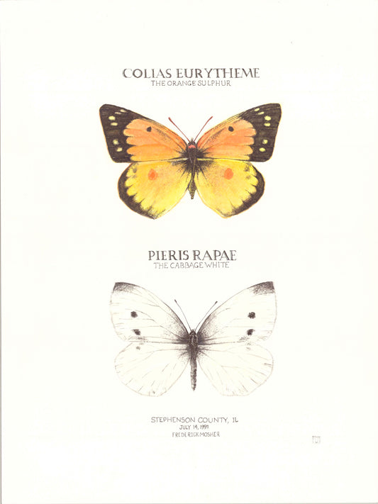 Limited Edition Sulphur and Cabbage White Butterfly Signed and Numbered Fine Art Print