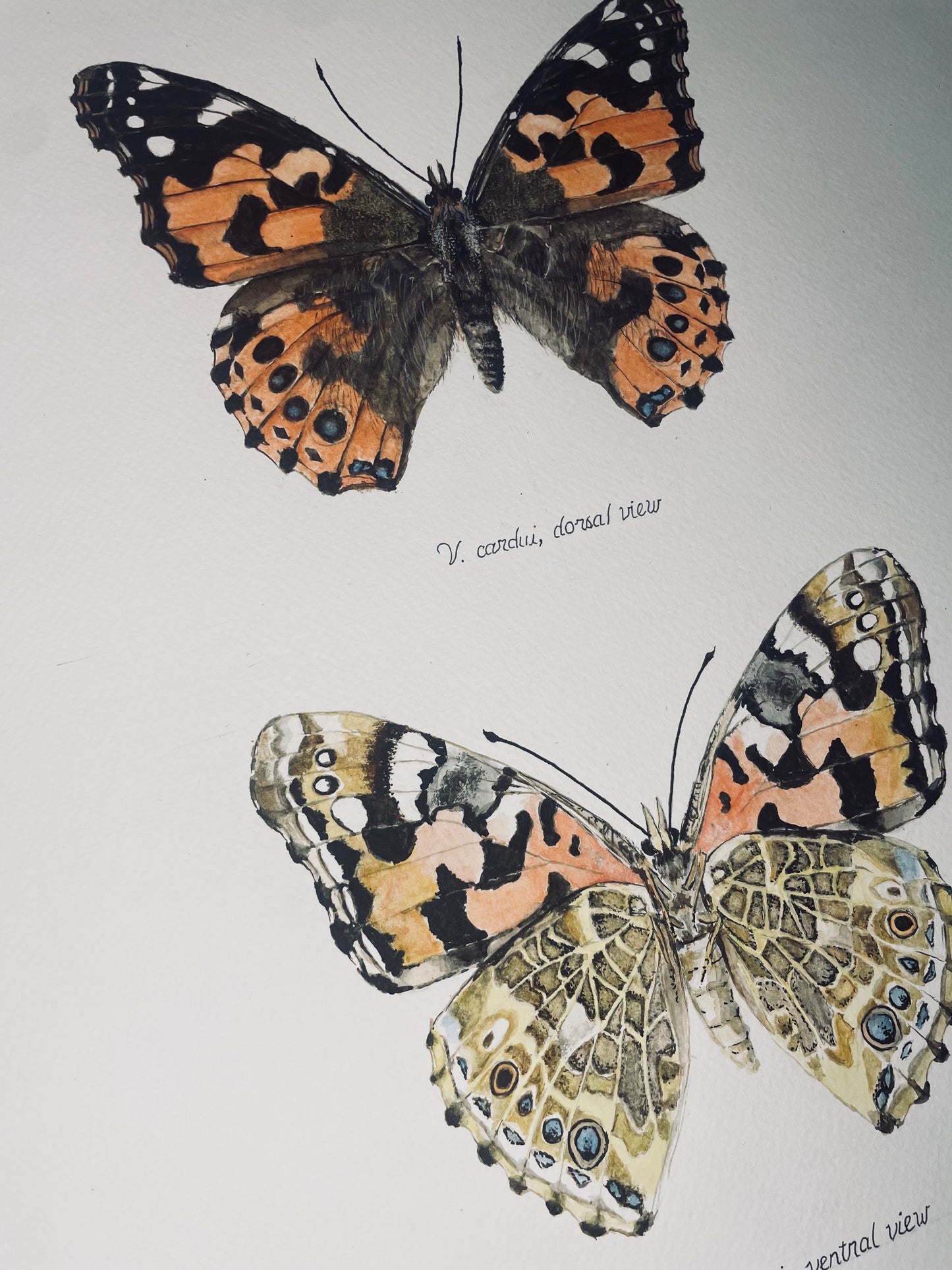 Limited Edition Painted Lady Butterfly Signed and Numbered Fine Art Print