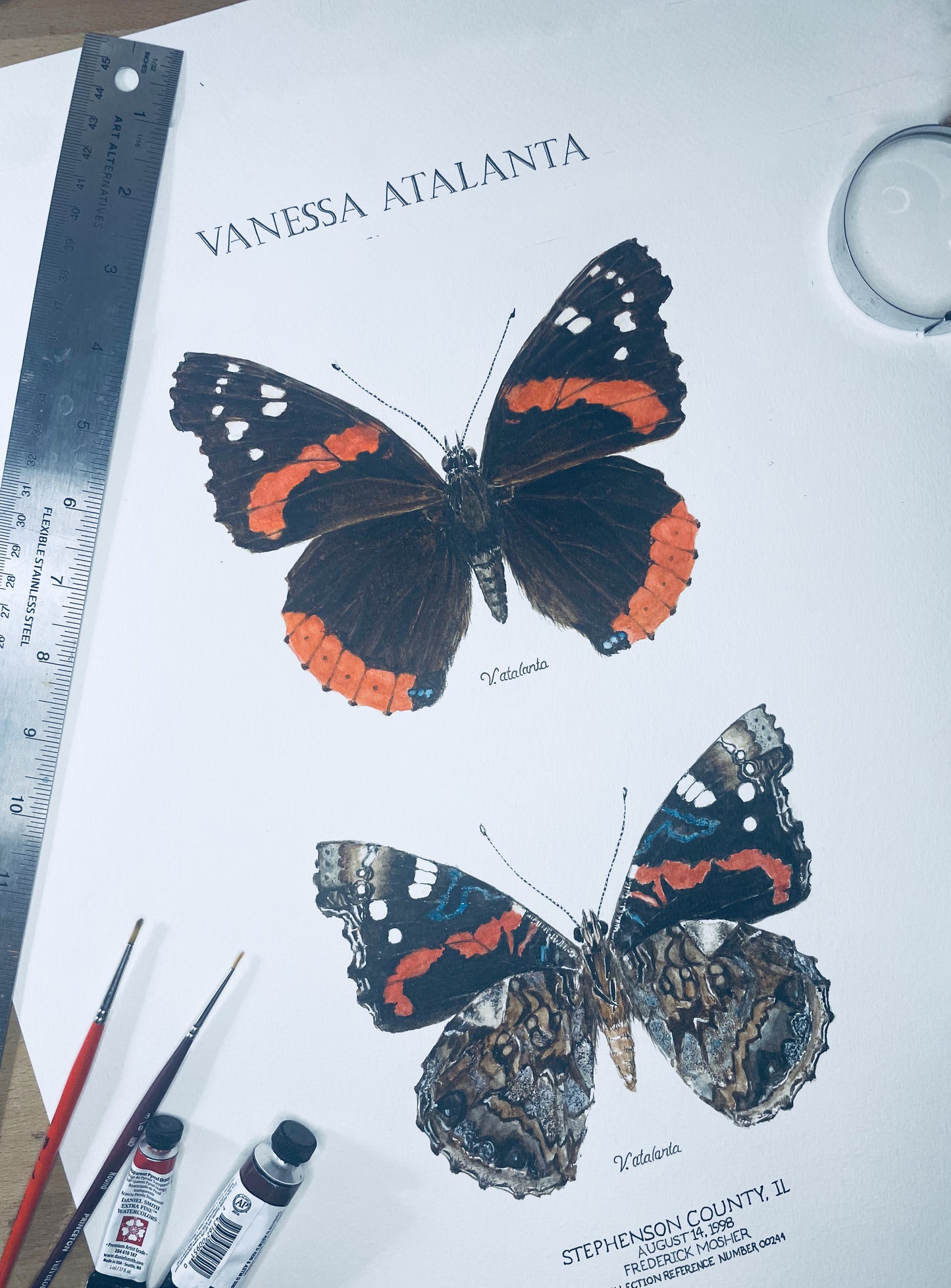 Limited Edition Red Admiral Butterfly Signed and Numbered Fine Art Print