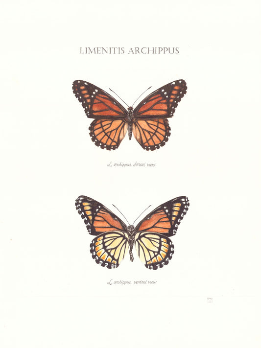 Limited Edition Viceroy Butterfly Signed and Numbered Fine Art Print