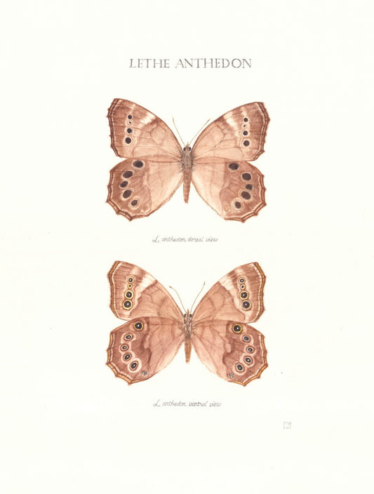 Limited Edition Pearly Eye Butterfly Signed and Numbered Fine Art Print